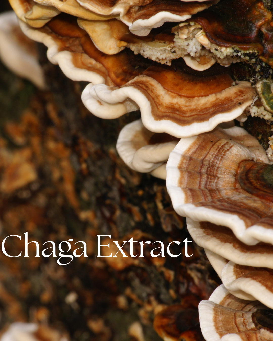 Chaga extract powder, Inonotus obliquus, in product packaging