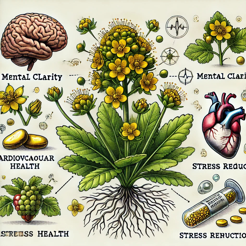 Unlocking the Power of Rhodiola...Nature’s Stress-Busting Super Herb