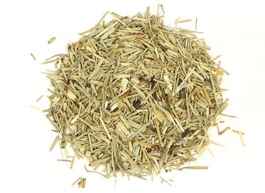 Dried horsetail herb, Equisetum arvense, also known as shavegrass