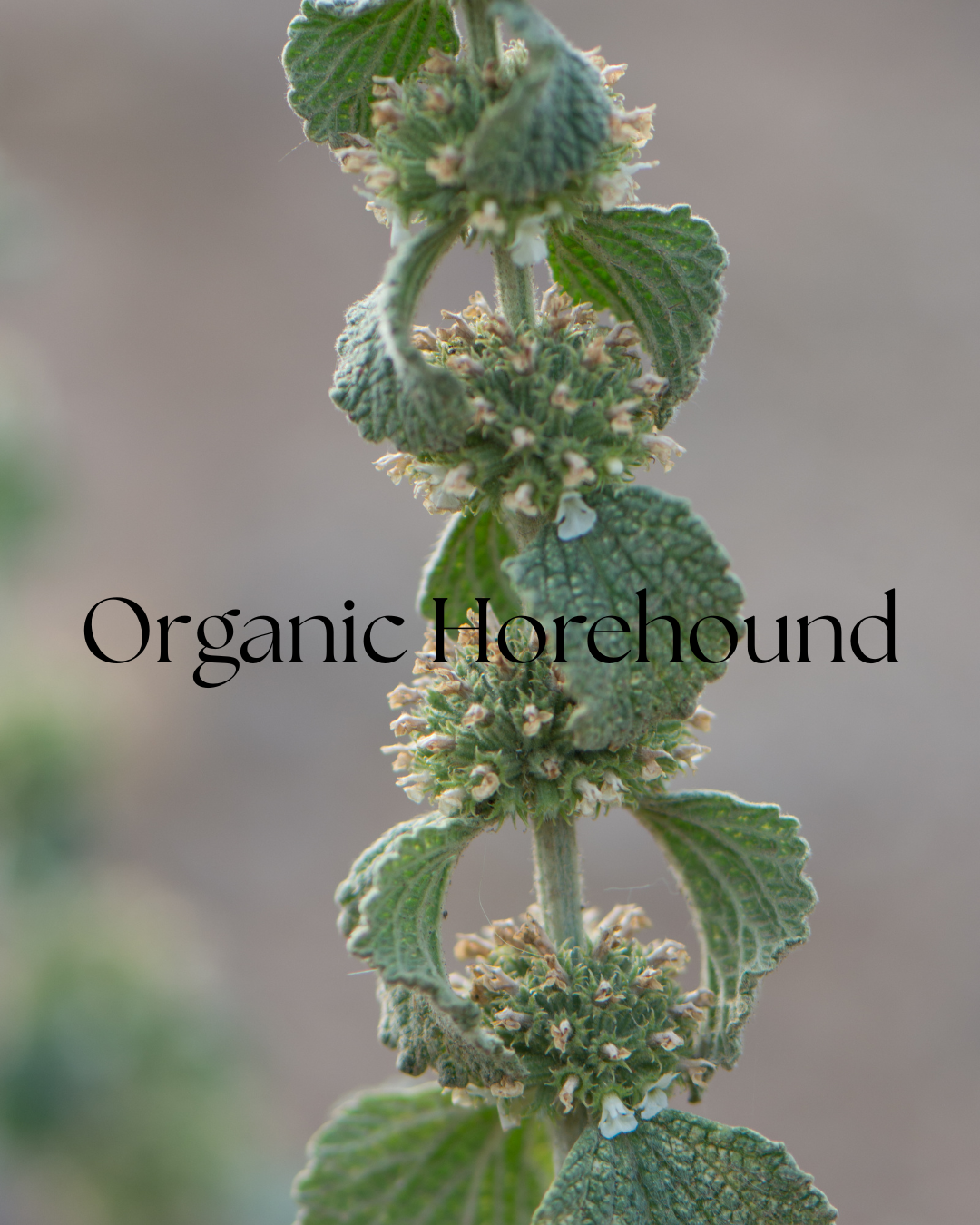 Dried horehound leaf, Marrubium vulgare, packaged as a one-ounce bulk herb