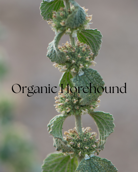 Dried horehound leaf, Marrubium vulgare, packaged as a one-ounce bulk herb