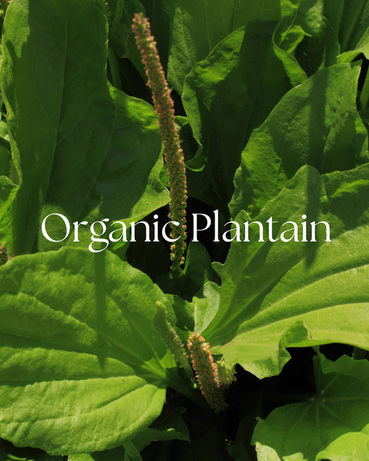 Organic dried plantain leaf packaged as a one-ounce bulk botanical ingredient