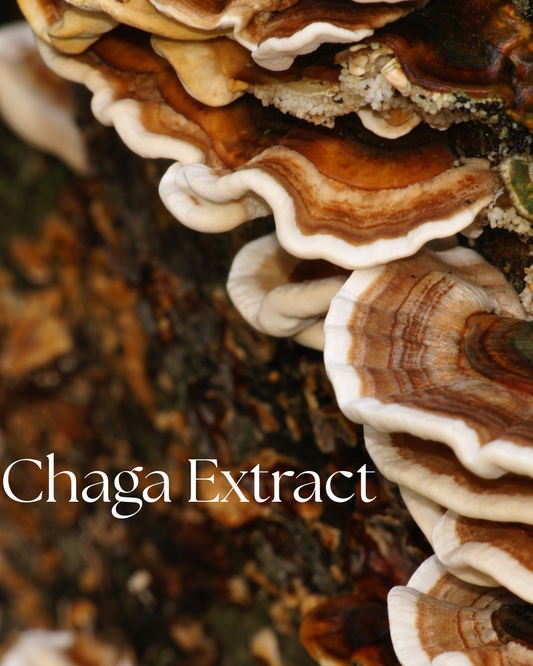 Chaga extract powder, Inonotus obliquus, in product packaging
