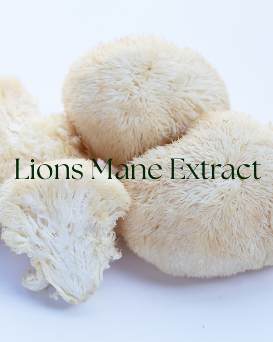 Lion's mane extract powder, Hericium erinaceus, packaged in a one-ounce pouch