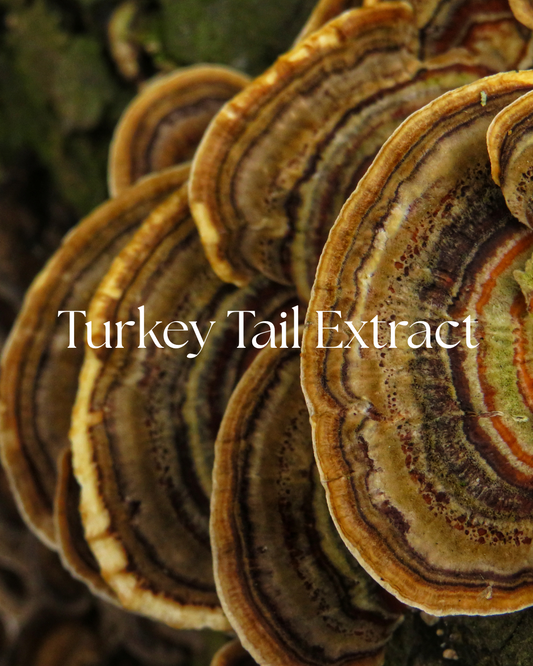 Turkey tail extract powder, Trametes versicolor, in a one-ounce product package
