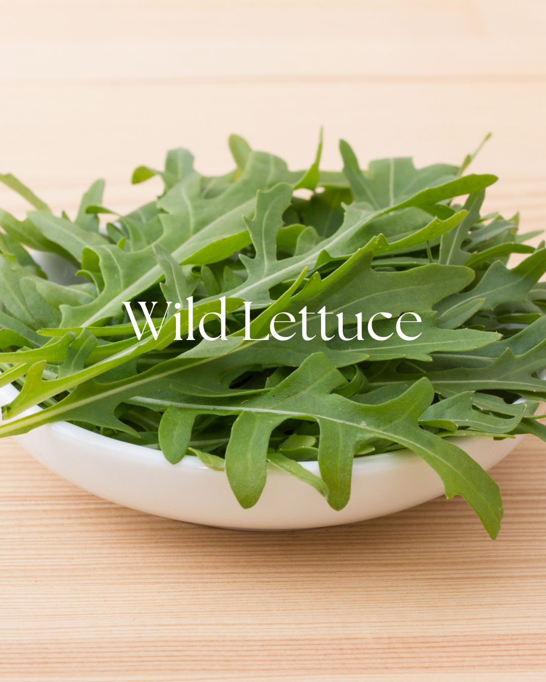 Dried wild lettuce leaf, Lactuca virosa, packaged in a one-ounce herb pouch