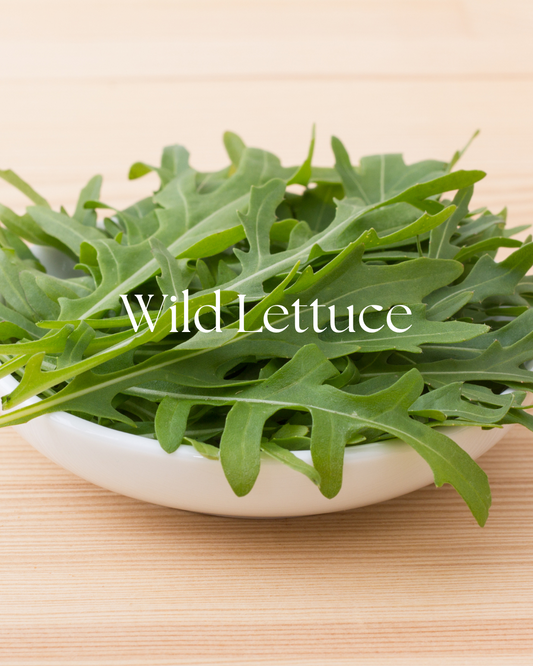 Dried wild lettuce leaf, Lactuca virosa, packaged in a one-ounce herb pouch